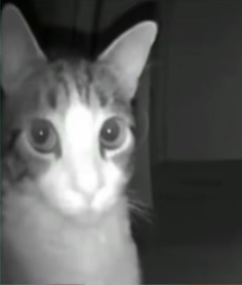 Кот
